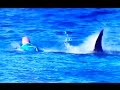 Surfer Mick Fanning attacked by shark during competition