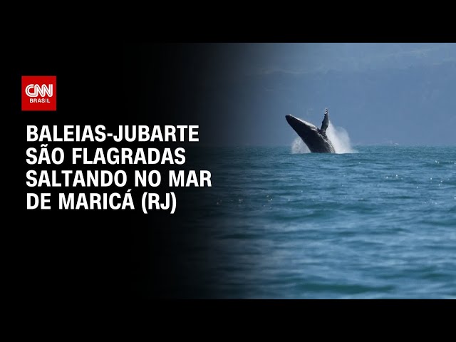 Espetáculo no mar: Baleias-jubarte são vistas no Rio de Janeiro | LIVE CNN