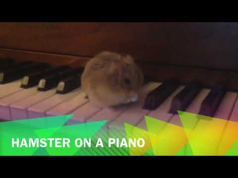 Hamster on a piano