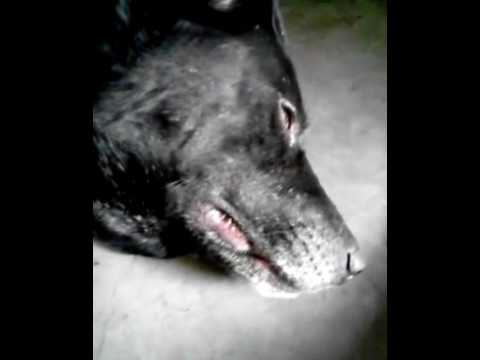 My. Dog funniest video