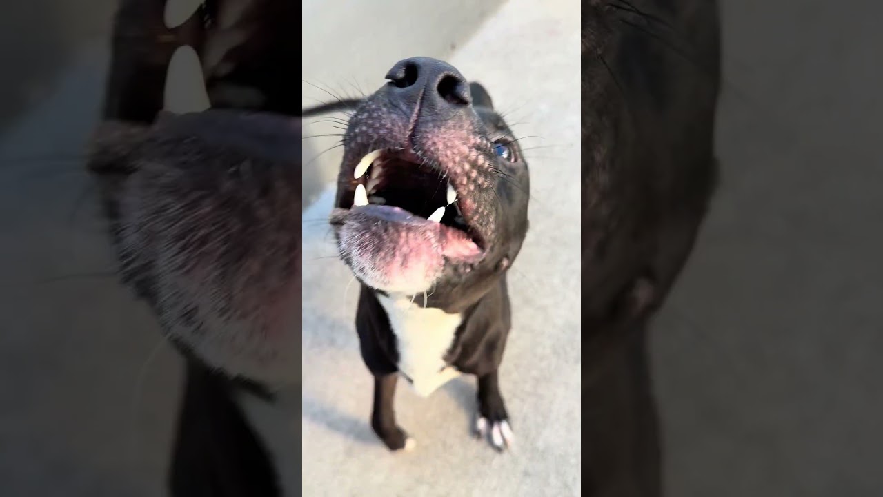 Enlarge Prometheus, an adopted Pit Bull Terrier in Chicago, IL video 2/5