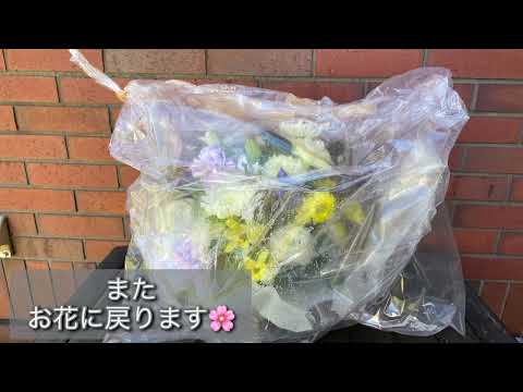 アレルギーの原因となる植物 ブタクサは庭に植えてはいけない 花粉症