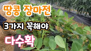 땅콩은 장마전 3가지 꼭해야 다수확