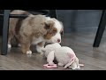 Miniature Australian Shepherd dogs for sale: Andre - Video 1