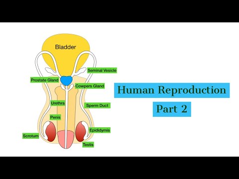 Human reproduction Part 2-The Male Reproductive System-Leaving Cert Biology