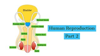 Animal Reproduction Video Tutorial & Practice | Pearson+ Channels Animal Reproduction Video Tutorial & Practice | Pearson+ Channels