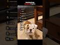 Ranking Dogs Speaking English