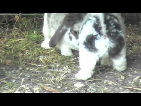 eddie het konijn valt puppy aan