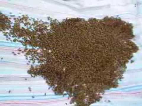 Swarm migrating into a beautifully colored Nucleus Hive here at Thompson Valley Bee Farm