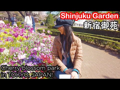 , title : 'Cherry Blossoms! Shinjuku Gyoen National Garden 新宿御苑 ⛩️ Japan Trip, Travel Vlog, Episode 9'