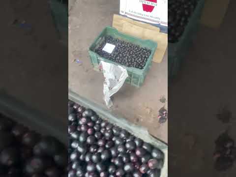 B grade blackberry, packaging size: 25-30, packaging type: c...