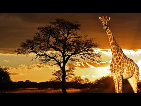The Graceful Giants: Unveiling the Secrets of Giraffes🦒🦒🦒🦒