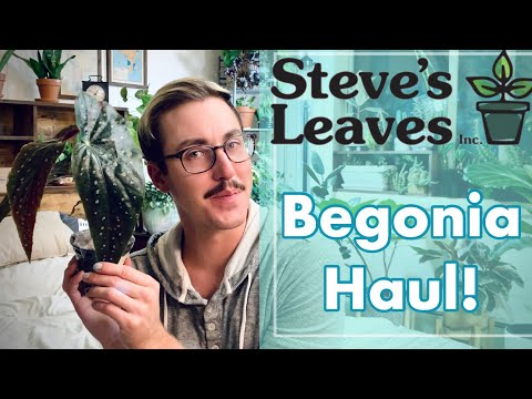 Steve's Leaves Begonia Haul