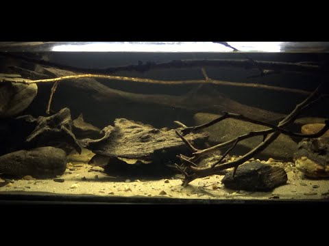 Lefini River Biotope Tank