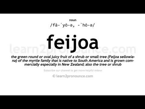 Pronunciation of Feijoa | Definition of Feijoa