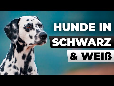 Hunde in schwarz & weiß – Dalmatiner und Co. im Überblick