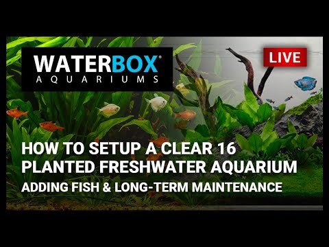 Episode 9:  Setting up a CLEAR MINI 16 Planted Aquarium: Adding Fish & Long-term Maintenance