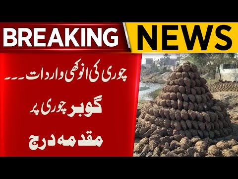 Breaking News |  The Great Cow Dung Heist: Case Filed | Aik News