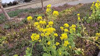 お花が咲いたヨ