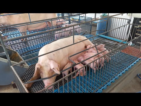 FUI CONHECER UMA CRIAÇÃO DE SUINOS EM CATURITE-PB A ESTRUTURA CHAMA A ATENÇÃO 