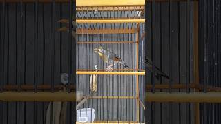 Download lagu robin gacor cocok untuk masteran murai batu mabung #robingacor #masteranmuraibatu mp3