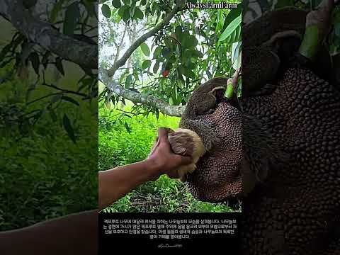 잭프루트 나무에서 휴식을 취하는 쥐 종류의 모습 #farming #farmlife #livestock #sloth #wildlife