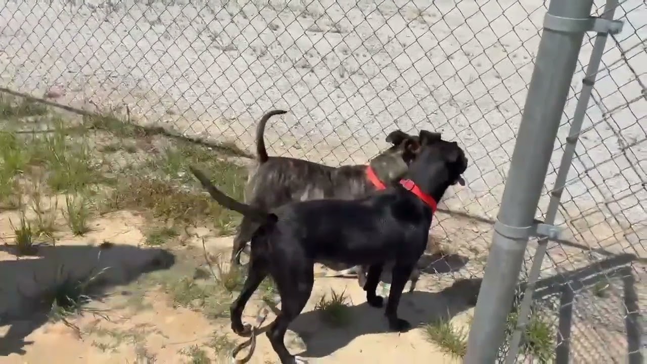 Lori, a Adoptable mixed breed in Hartsville, SC video 6/6