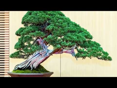 Exhibition bonsai japan part 2