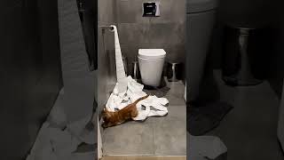The funniest animals / Fun with cats and dogs 2024