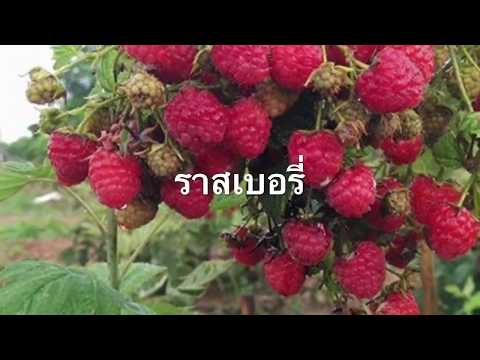 ค่าใช้จ่ายขยายขนาดอวัยวะเพศ ซื้อเชื้อโรคยาโป๊