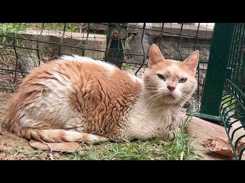 What happened to D'Artagnan and Walter in 2025?