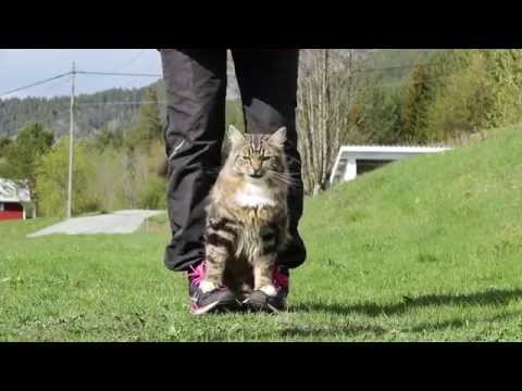 Cat and Dog tricks with Kjell and Nero!