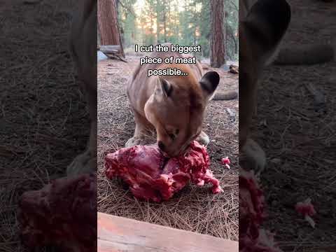 Humanity has hope💗 #wholesome #animals