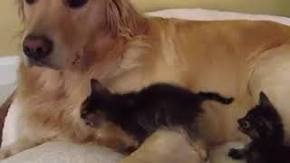 Father's Day  Papa Pets