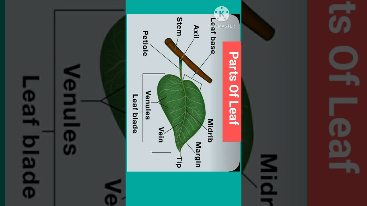 parts of leaf #shrtsfeed #science #sciencefacts