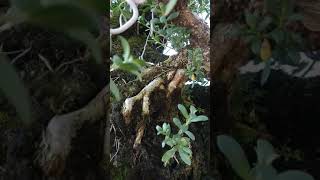 Download lagu santigi seribu muka, menjadi inspirasi pecintanya, #shorts, mp3