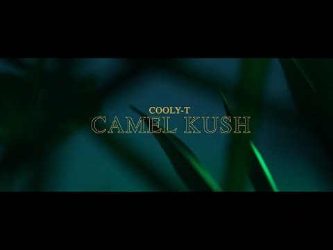 Cooly-T X Camel Kush