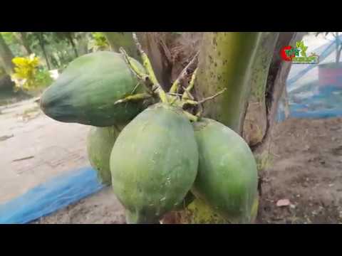 বাংলাদেশে-০৩ বছরের নারিকেল গাছে ফল এসেছে- Dwarf coconut( ভিয়েতনামী খাটো জাতের নারিকেল)
