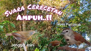 Download lagu Suara Crecetan Tepus Pipi Perak Vs Jenggot Mini Paling Ampuh mp3 Download lagu Suara Crecetan Tepus Pipi Perak Vs Jenggot Mini Paling Ampuh mp3