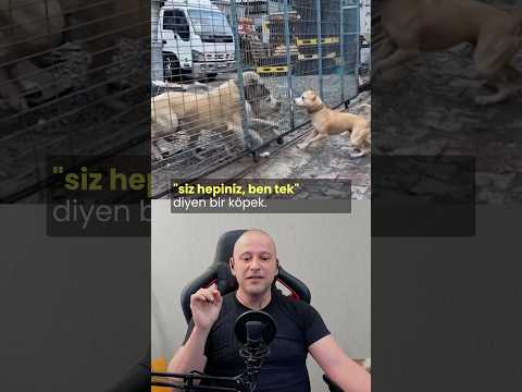 Siz Hepiniz Ben Tek #köpekadam #köpek #köpekler #köpekbedendili #pitbull #kangal #dogbodylanguage