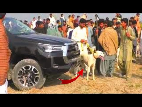Malik Mustafa Khar New Shikari Dogs 2022