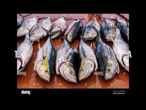 Te ika ni marawa ma te ika naonora by Tokky Kaureata