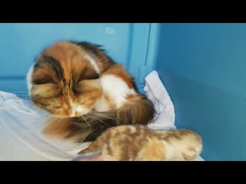 Kaerik RagaMuffin Kittens J.Lo's Singleton - www.kaerikrags.com