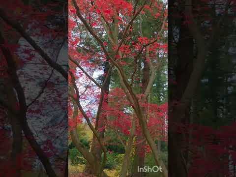 Rogowie botanical garden#Poland#🇵🇱🇵🇱#Yugam 5#