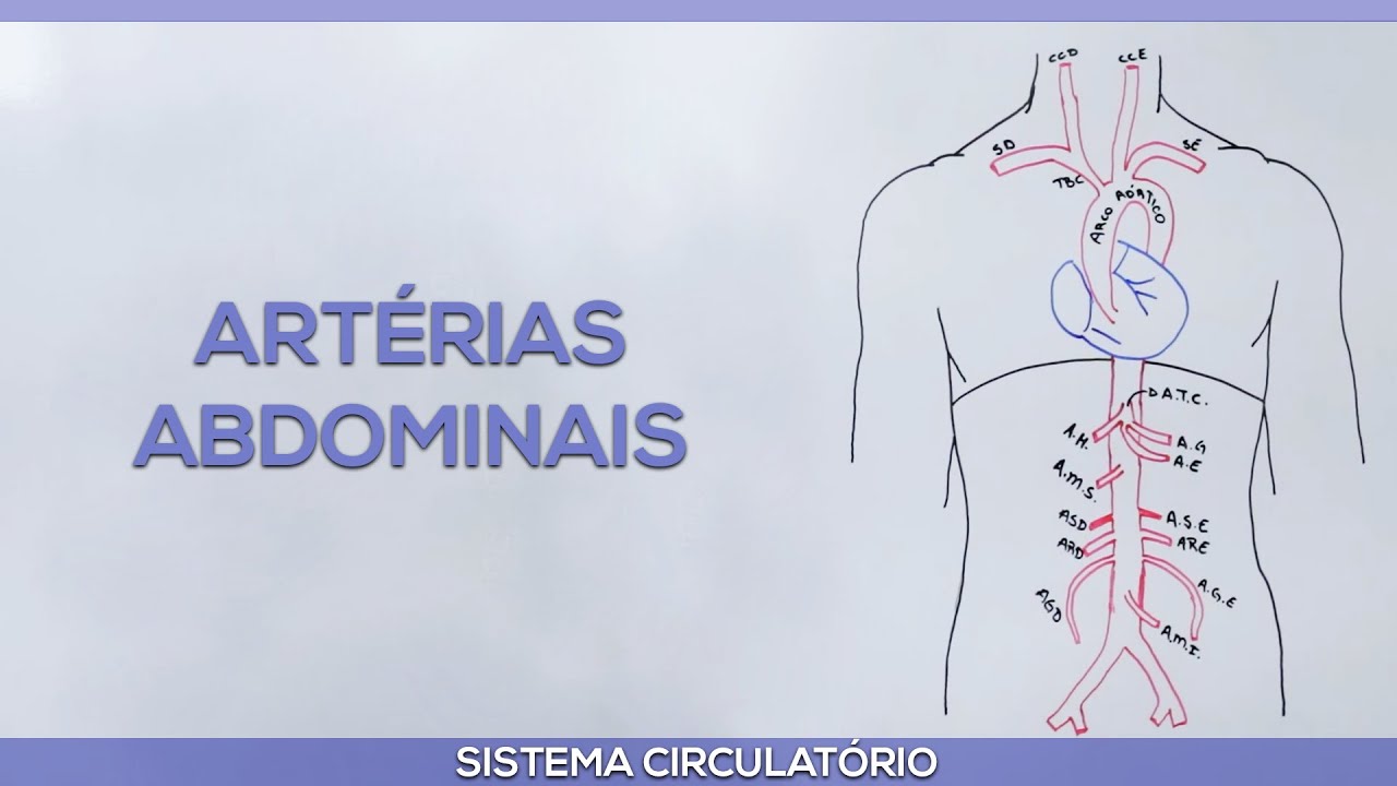 Artérias Abdominais