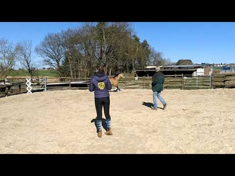 Three-Stars Champion Indeed