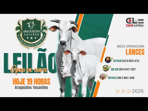 LEILÃO SEMANAL GADO DE CORTE ARAGUATINS LEILÕES | ARAGUATINS - TO 10/02/2026