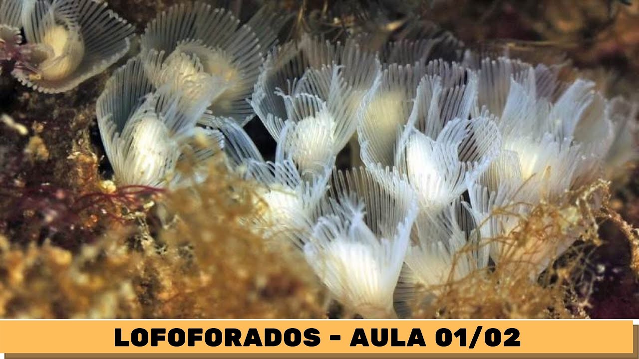 Lofoforados - Aula 1/2