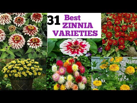31 Best Types of Zinnia Varieties ||zennia Collections||houseplants ||Admiringplants