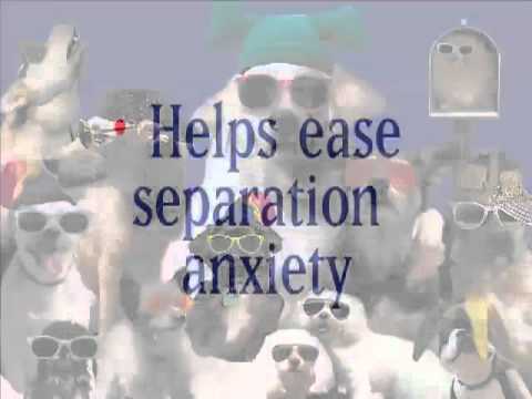 download lagu mp3 mp4 More Songs To Make Dogs Happy, download mp3 More Songs To Make Dogs Happy free download mp3, download mp3 More Songs To Make Dogs Happy